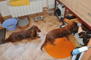 Jamniki d�ugow�ose